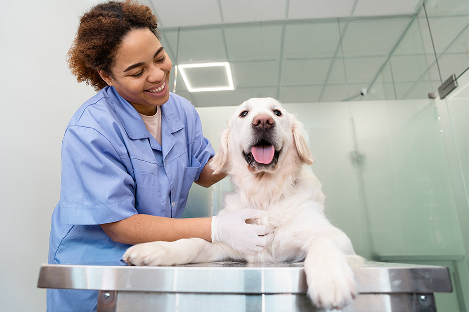 Schultz CPA assists Michigan Veterinarians with the vet bookkeeping and accounting.