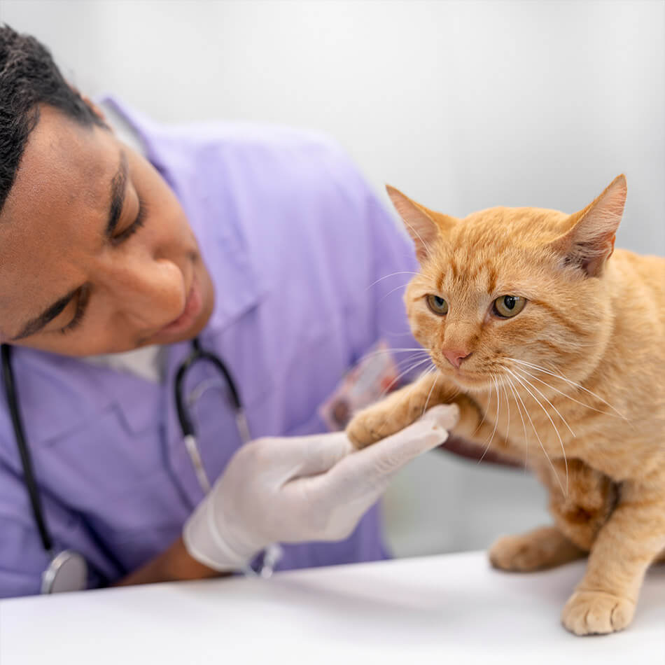 Virtual vet bookkeeping services, so that you can spend more time preforming the tasks that produce revenue. 
